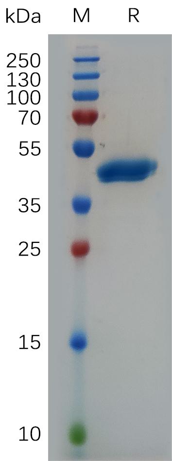 Human VEGFA Protein, hFc Tag