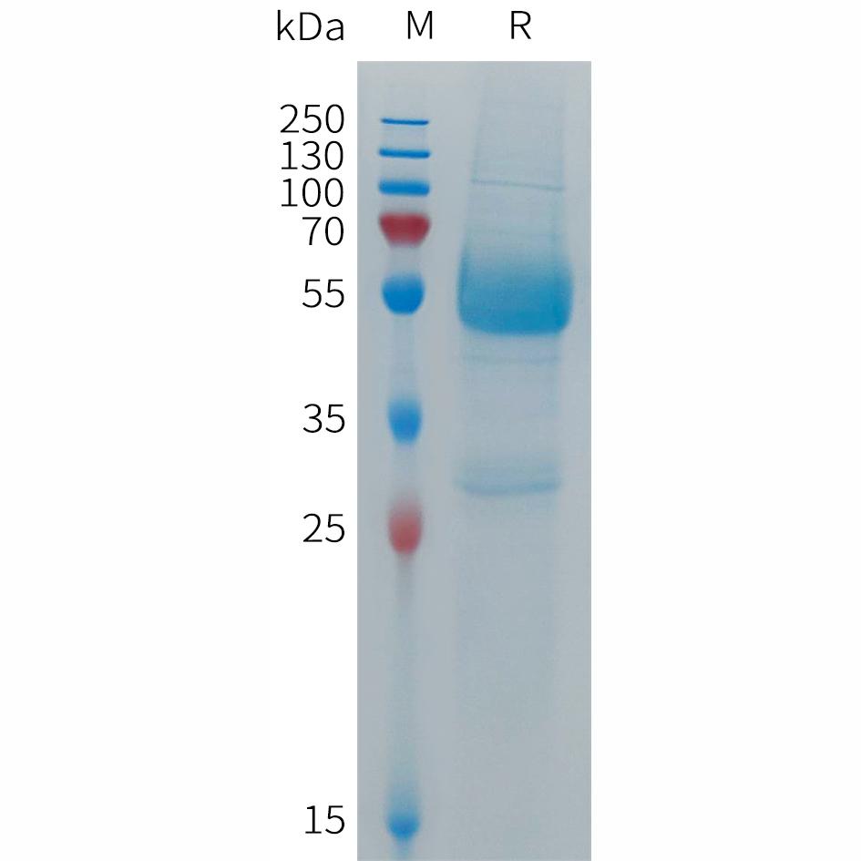 Human CD300LF Protein, hFc Tag