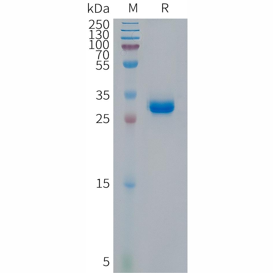 Human p16(11-40) Protein, hFc Tag