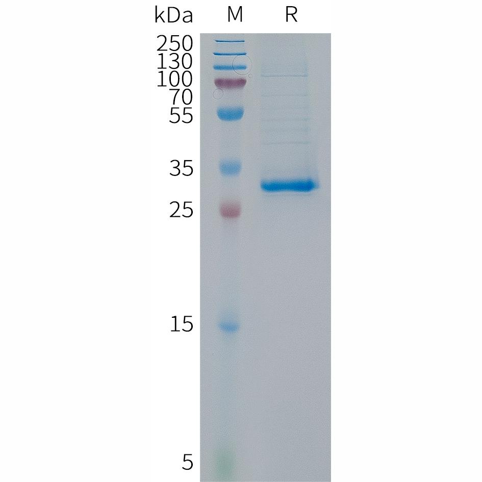 Human p16(44-72) Protein, hFc Tag