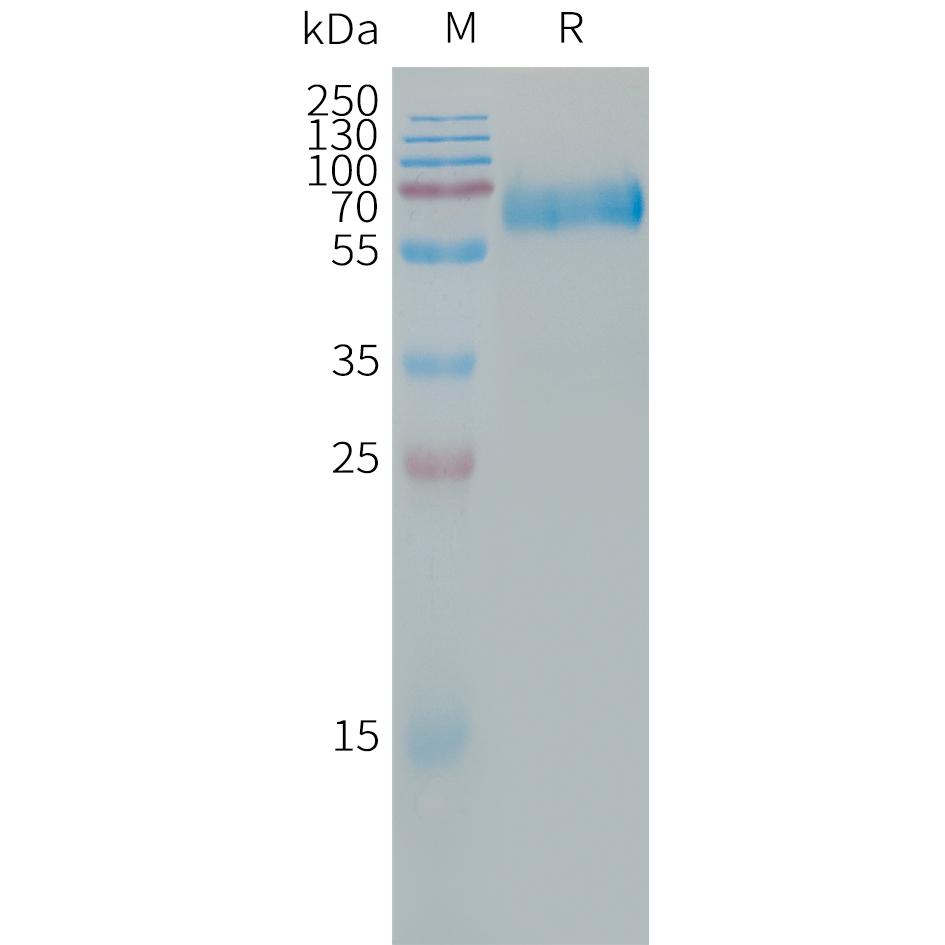 Human CLEC5A Protein, hFc Tag