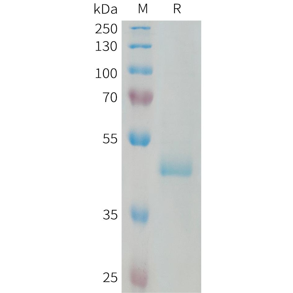 Human PIP Protein, hFc Tag