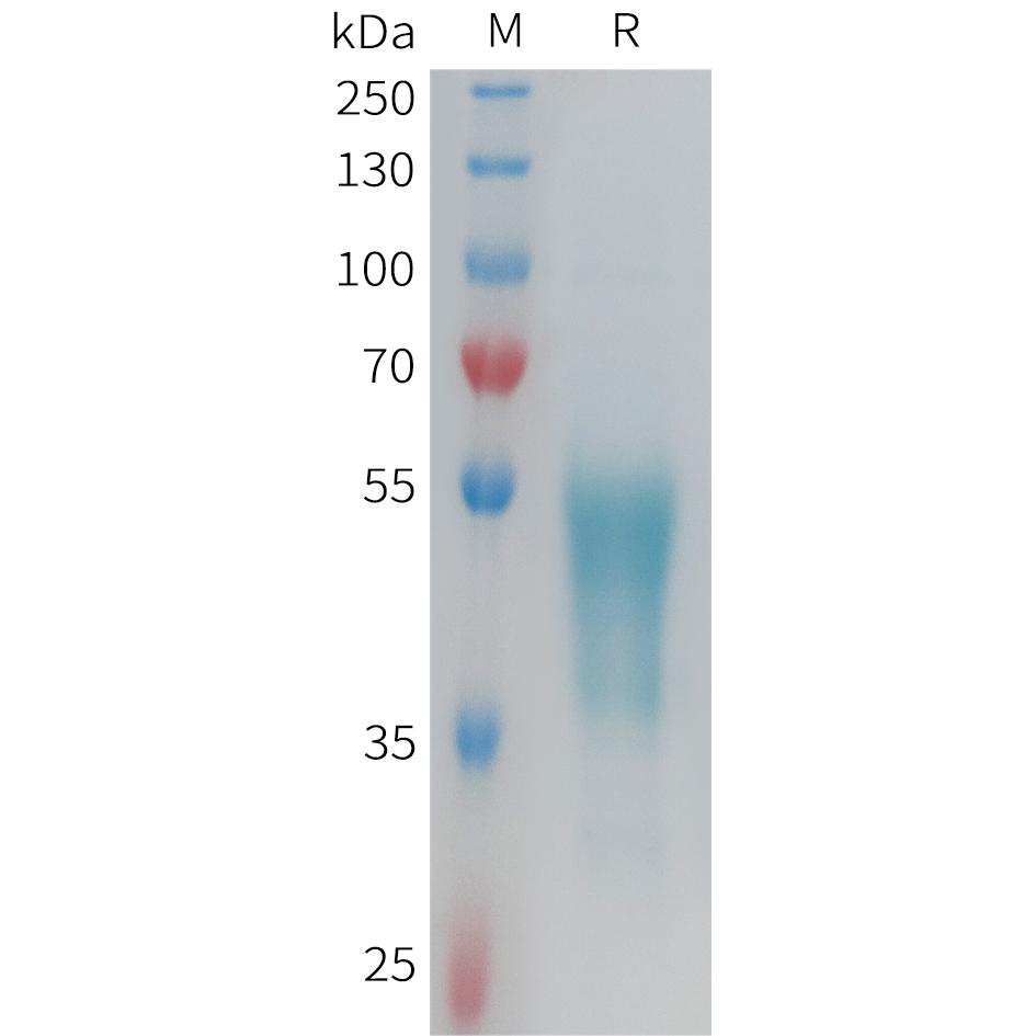 Human GPR132 Protein, hFc Tag