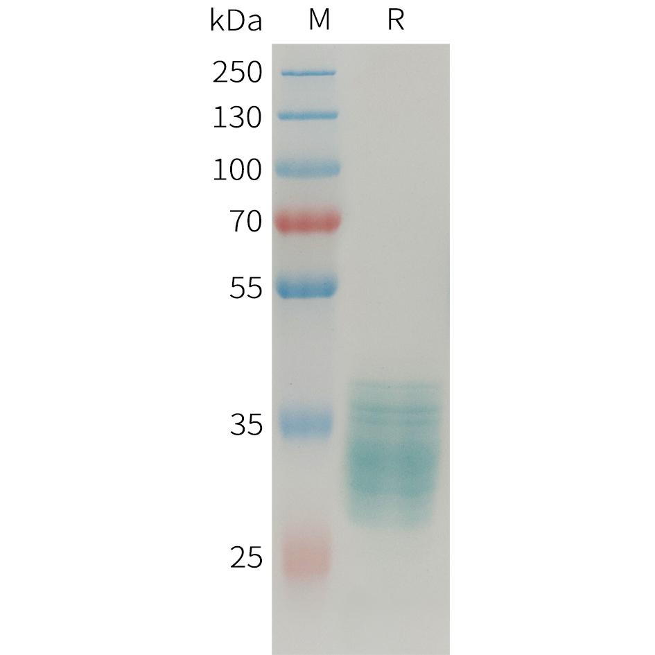 Human APLN Protein, hFc Tag