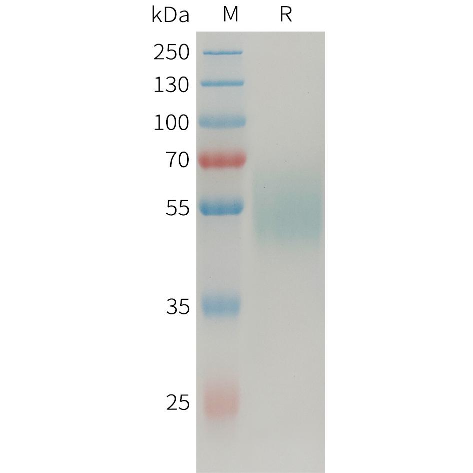 Human MICAa3 Protein, mFc Tag