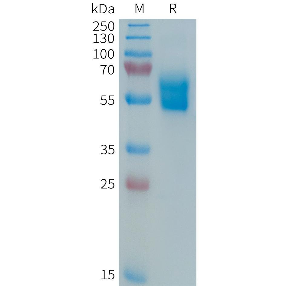 Human APO-1 Protein, hFc Tag