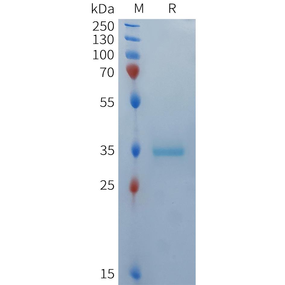 Human BCMA(1-42) Protein, mFc Tag