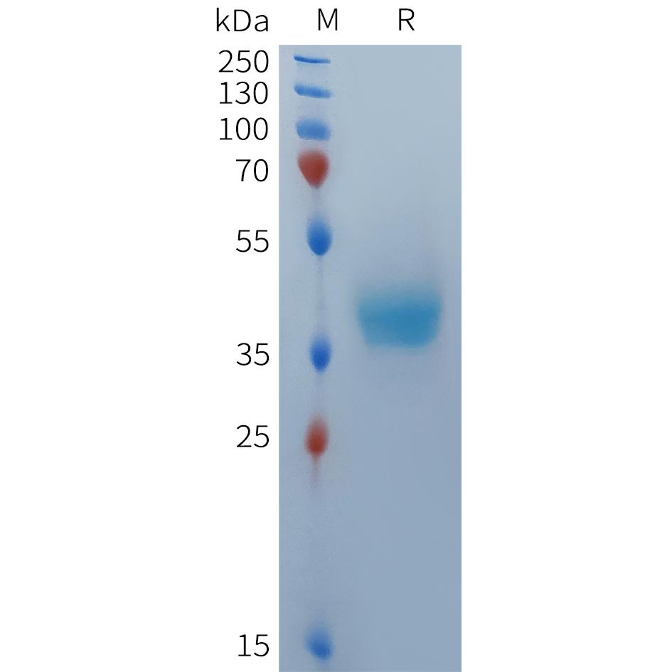 Human BCMA(22-54) Protein, mFc Tag