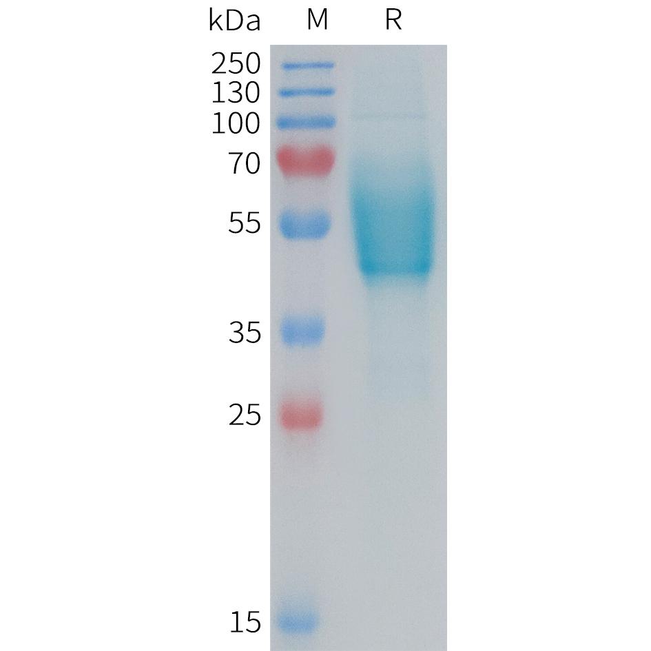 Human CGRPR Protein, hFc Tag