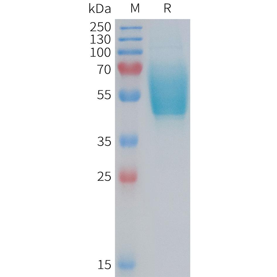 Human CGRPR Protein, mFc Tag