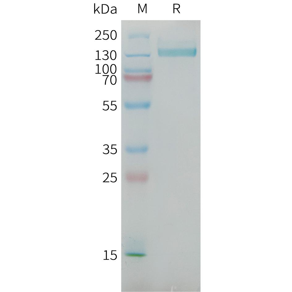 Human CSPG4(1538-2221) Protein, mFc Tag