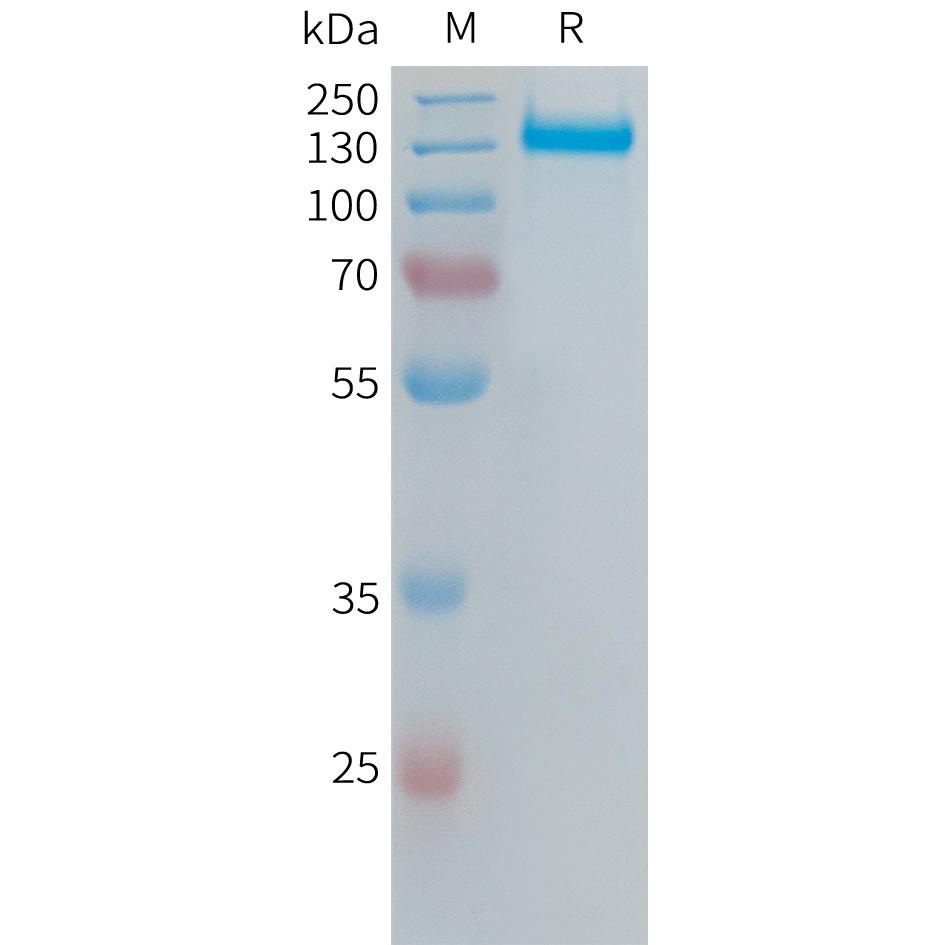 Human ITGAV and ITGB6 Heterodimer Protein, His Tag and hFc Tag