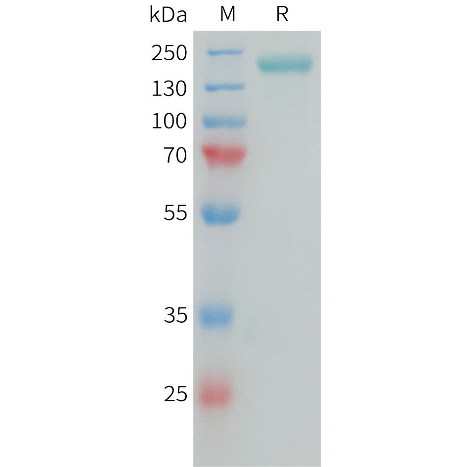 Human CSPG4(1538-2221) Protein, hFc Tag