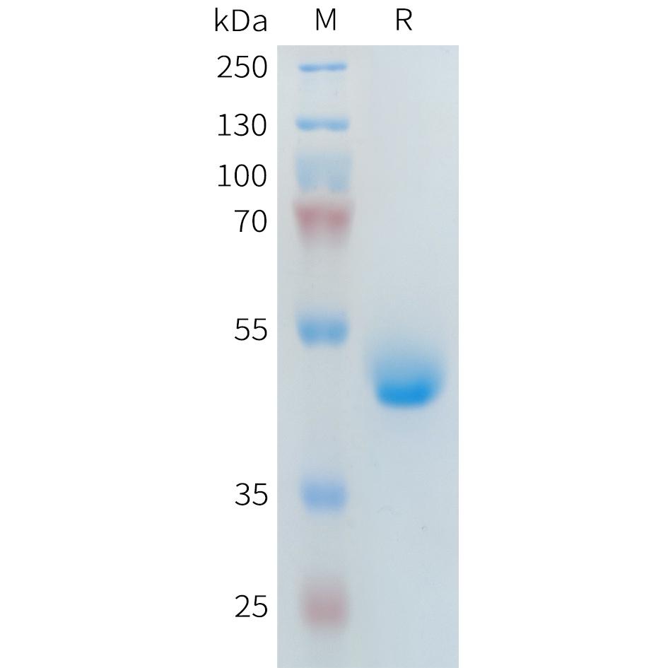 Human PLA2R1(21-164) Protein, hFc Tag