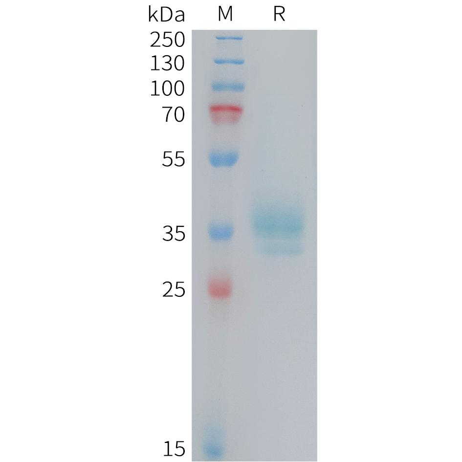 Human OR2H1 Protein, hFc Tag