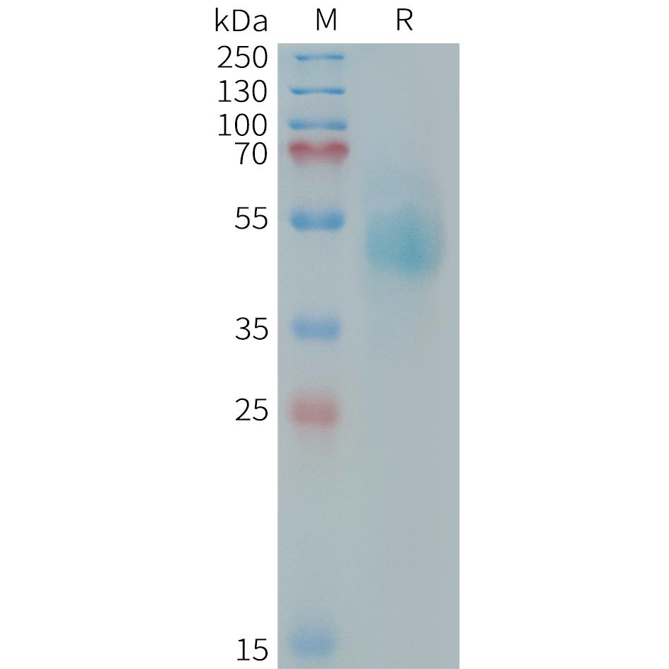 Human HER3(544-643) Protein, mFc Tag