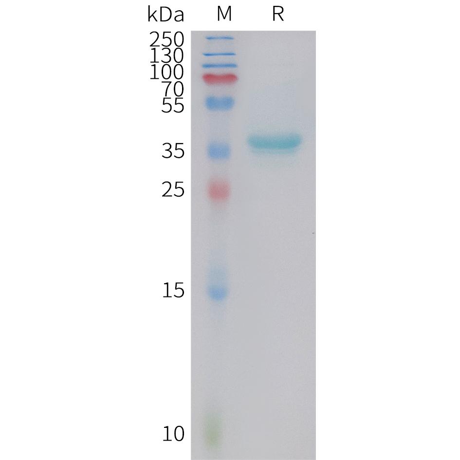 Human GAL Protein, hFc Tag