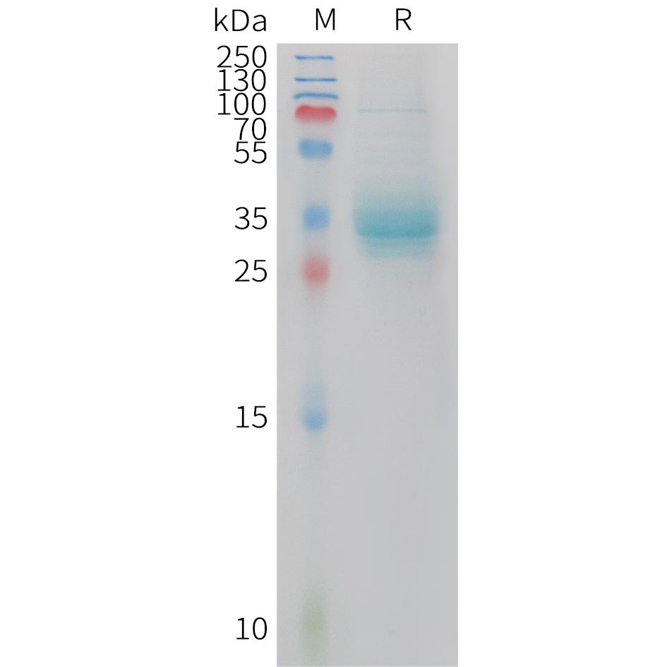 Human APOA2 Protein, hFc Tag