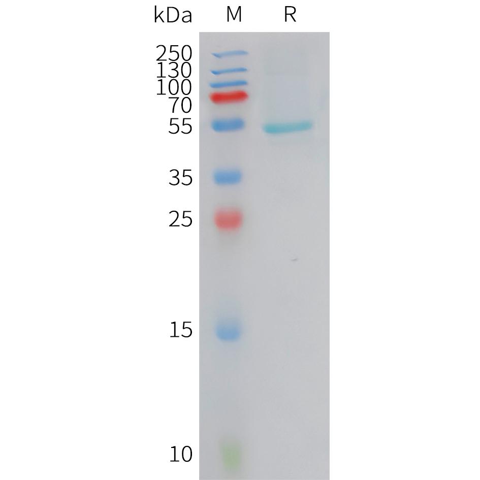 Human CRCP Protein, hFc Tag