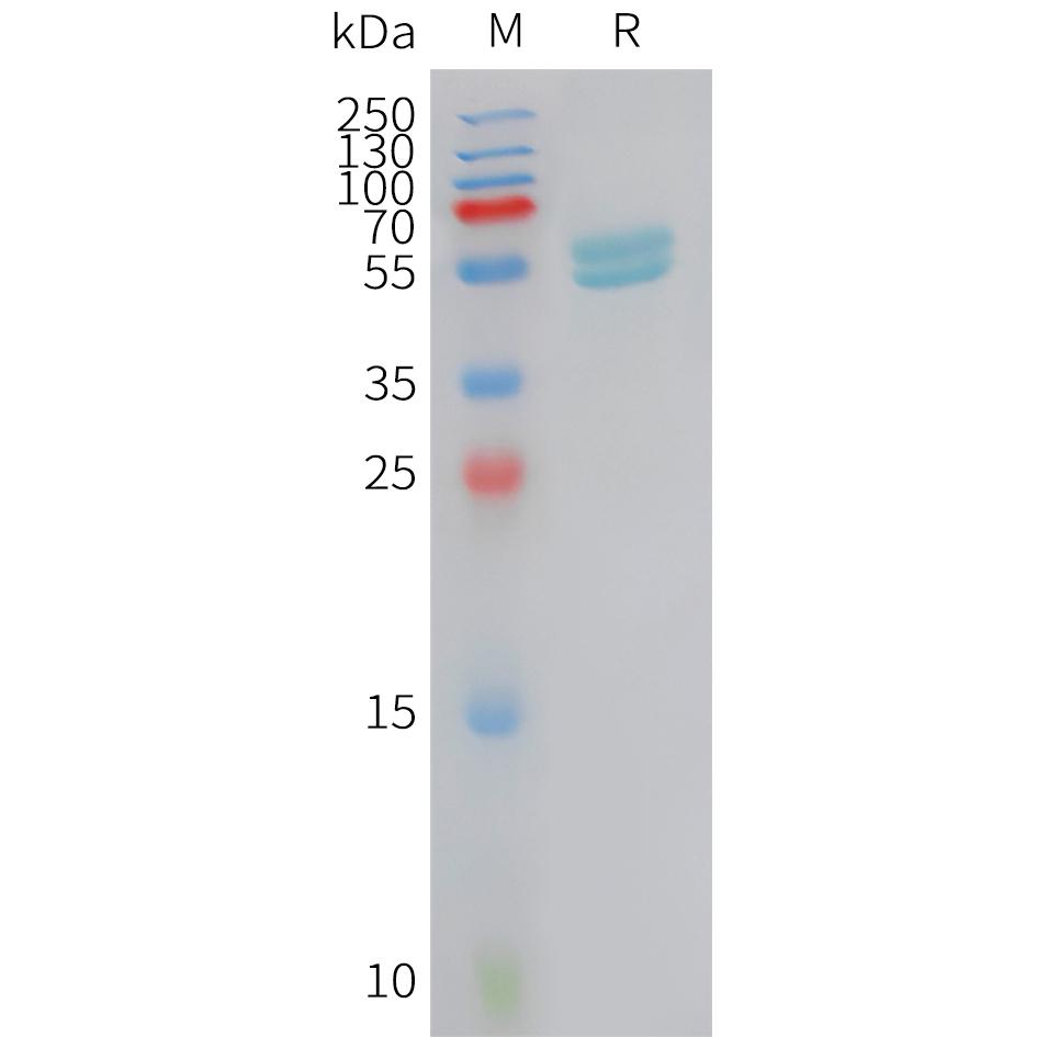 Human IFNA2 Protein, hFc Tag