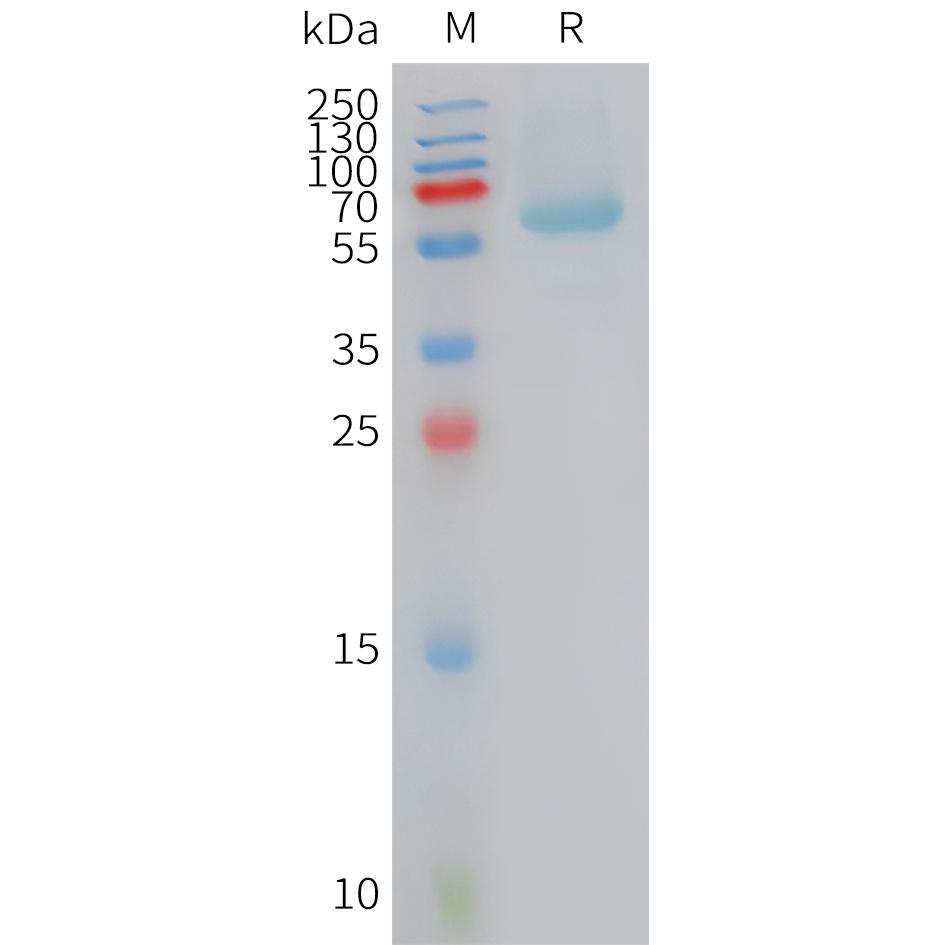 Human BAMBI Protein, hFc Tag