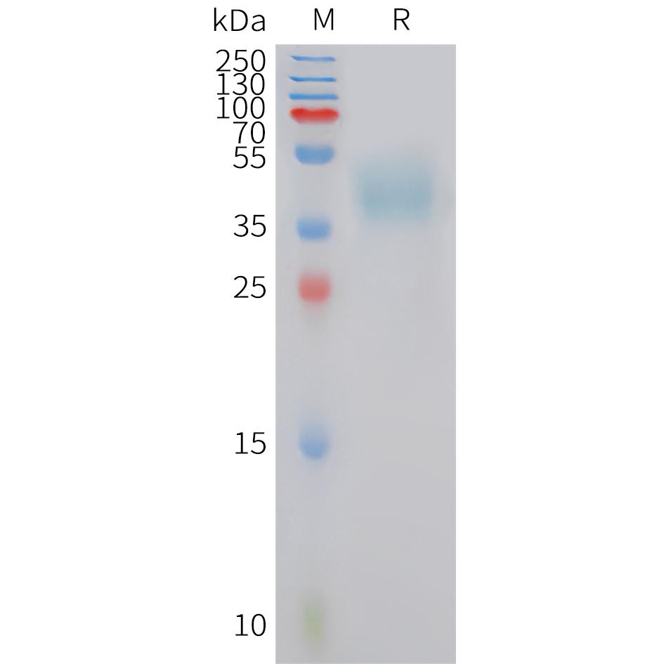 Human MC4R Protein, hFc Tag