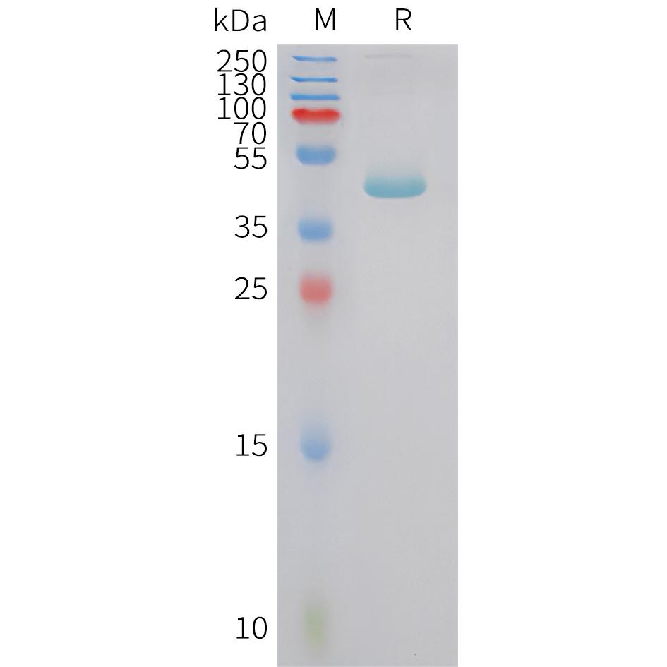 Human TTR Protein, hFc Tag