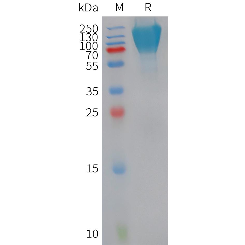 Human CD300A Protein, hFc Tag