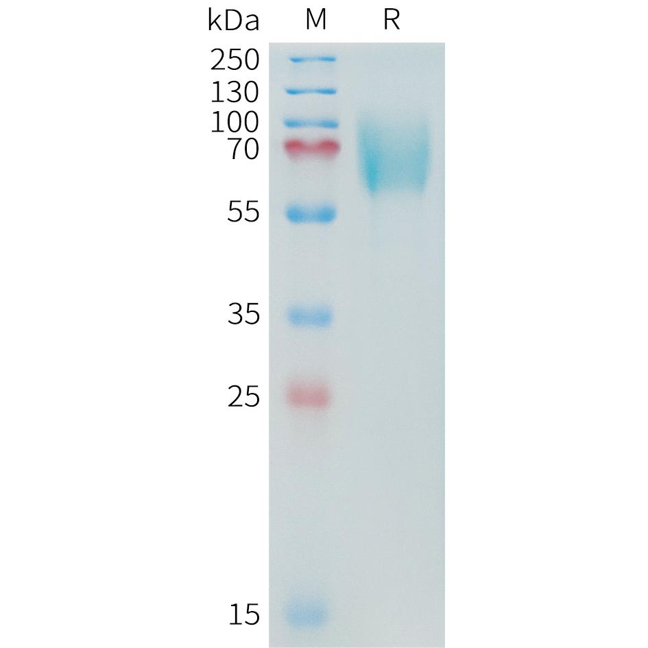 Cynomolgus B7-H3 Protein, His Tag