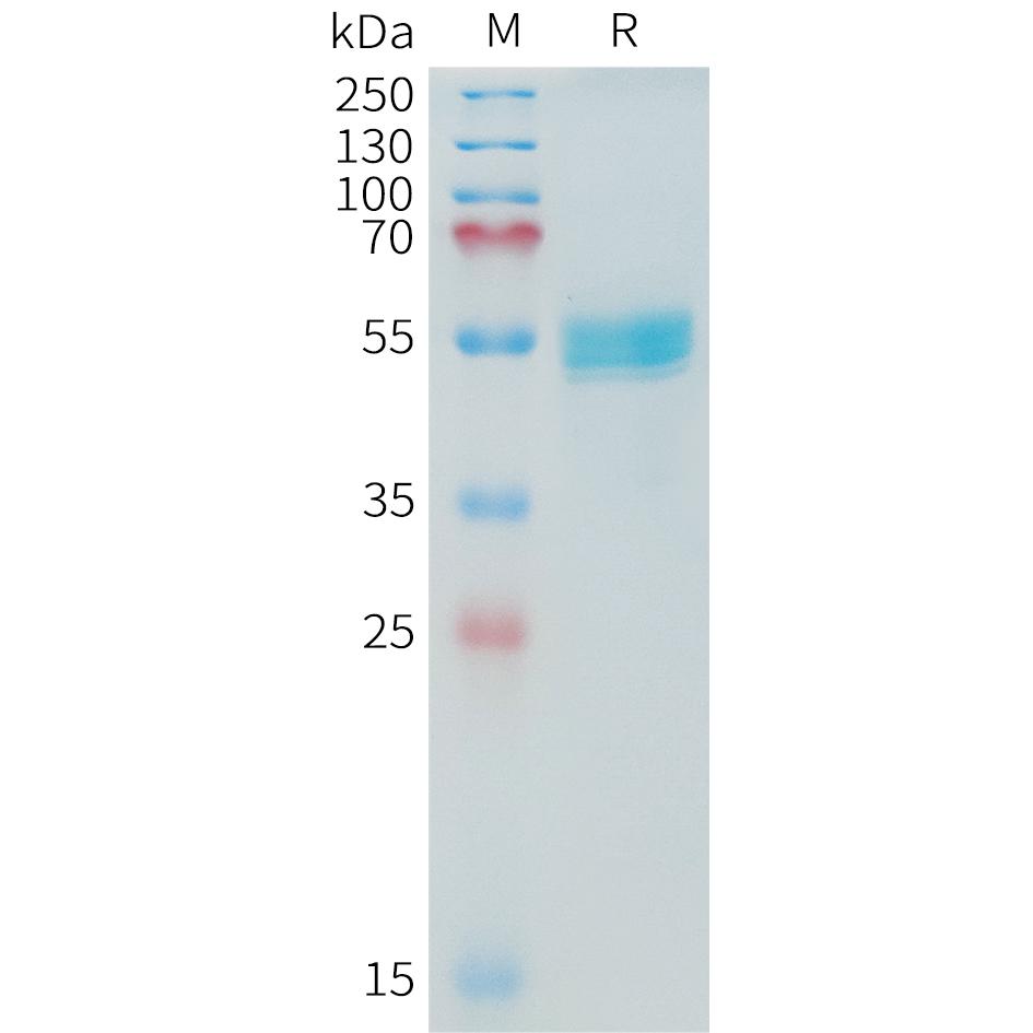 Cynomolgus TNFSF15 Protein, hFc Tag