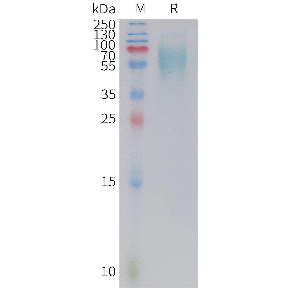 Cynomolgus 5T4 Protein, His Tag