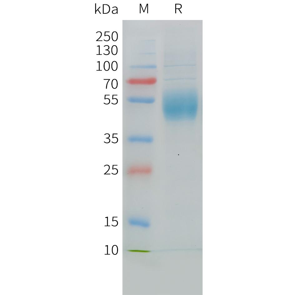 Cynomolgus MICA Protein, His Tag