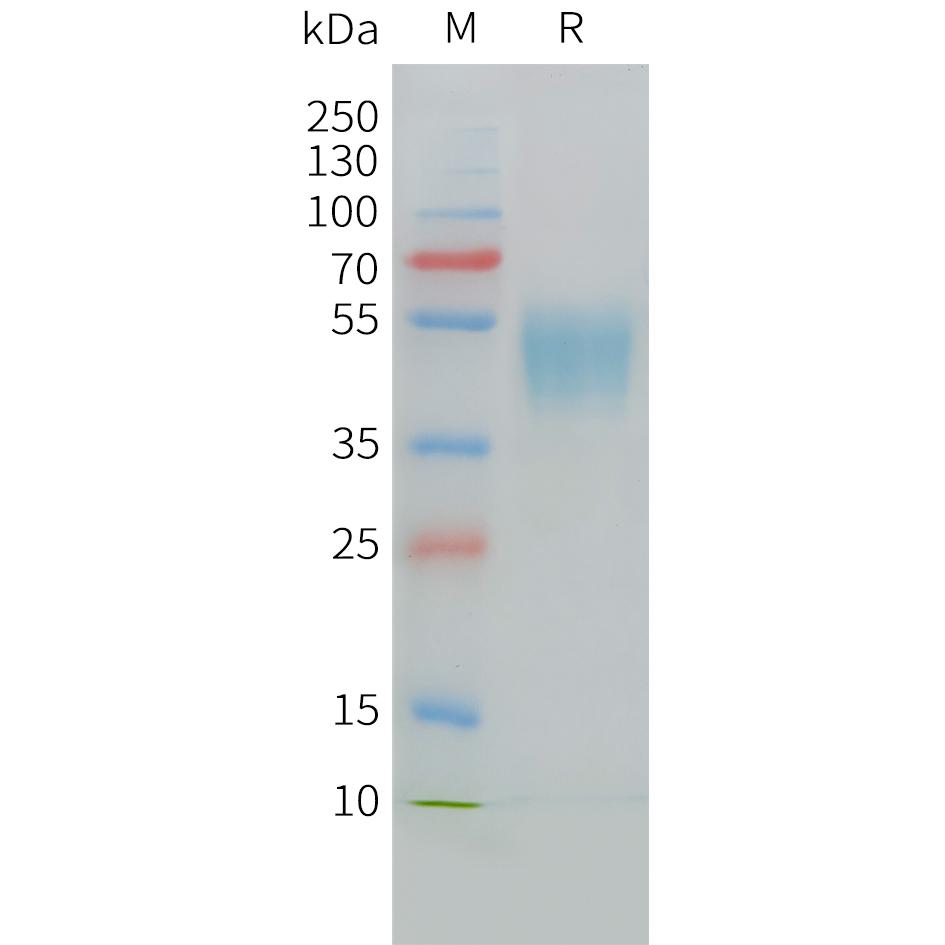 Cynomolgus CD24 Protein, hFc Tag