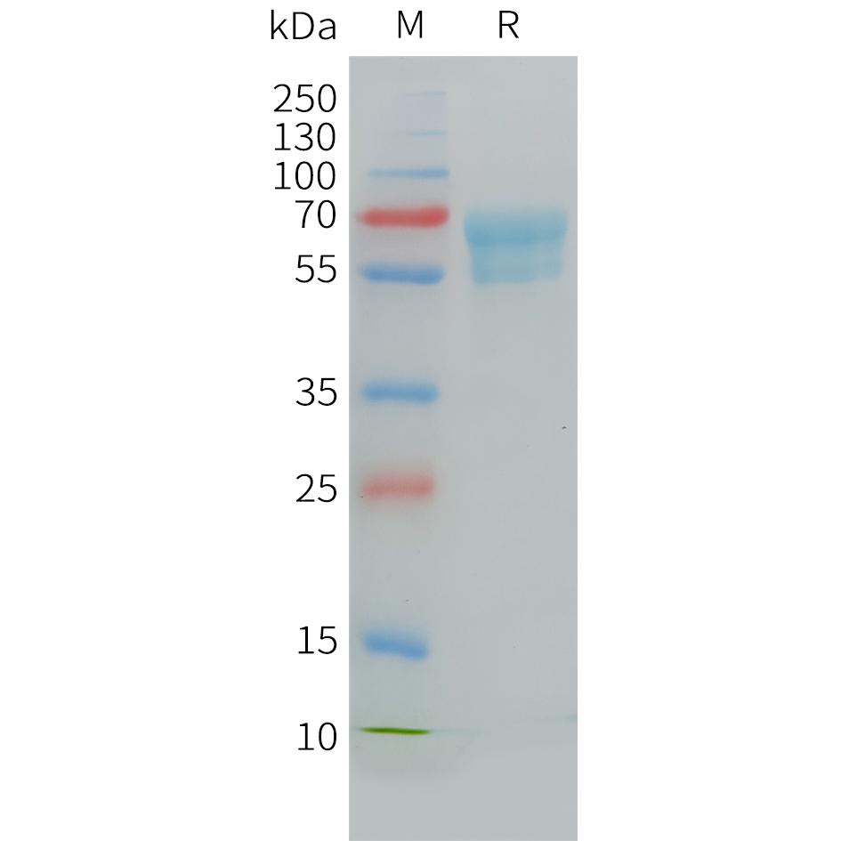 Cynomolgus CD7 Protein, hFc Tag