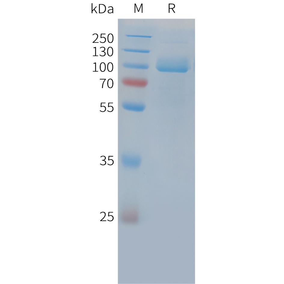 Cynomolgus PSMA Protein, His Tag