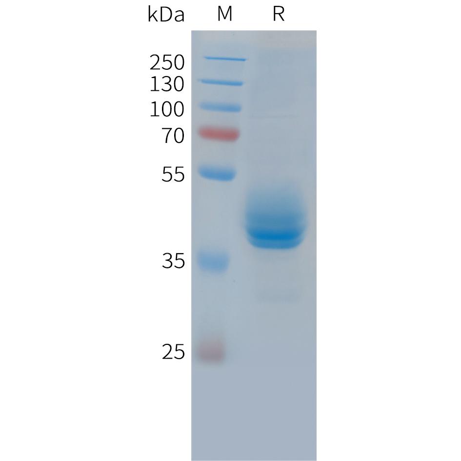 Cynomolgus CD3E Protein, hFc Tag