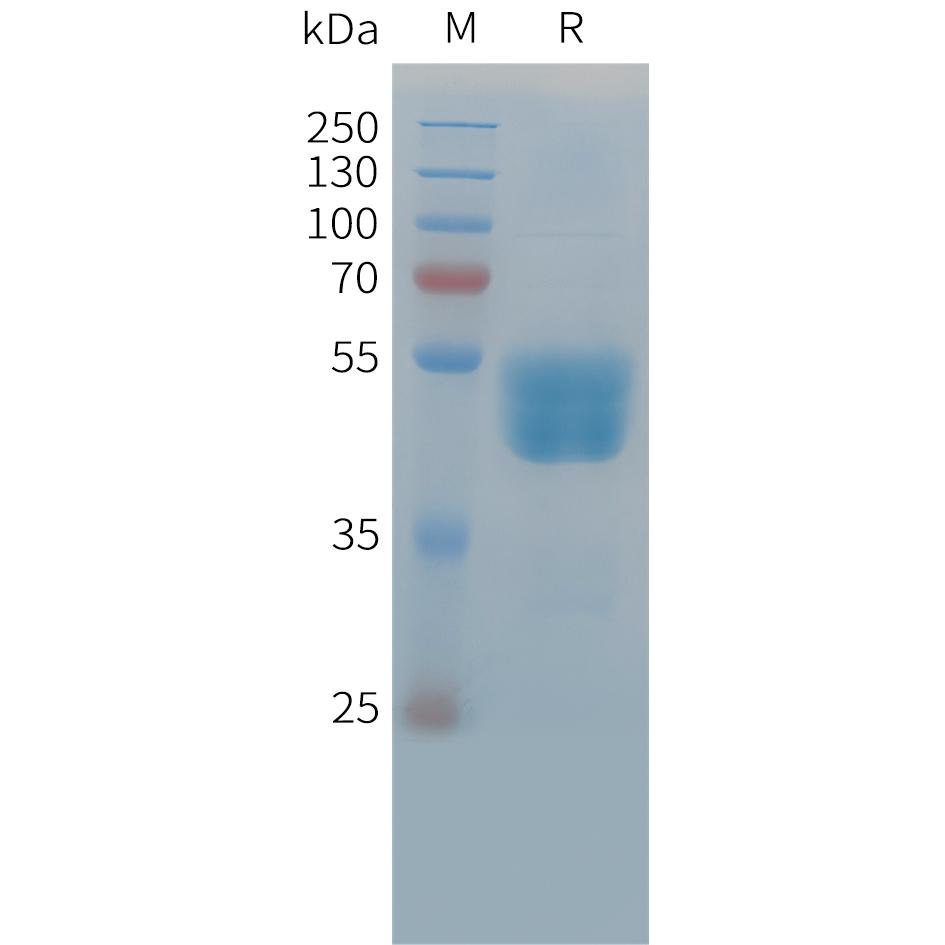 Cynomolgus TIGIT Protein, hFc Tag