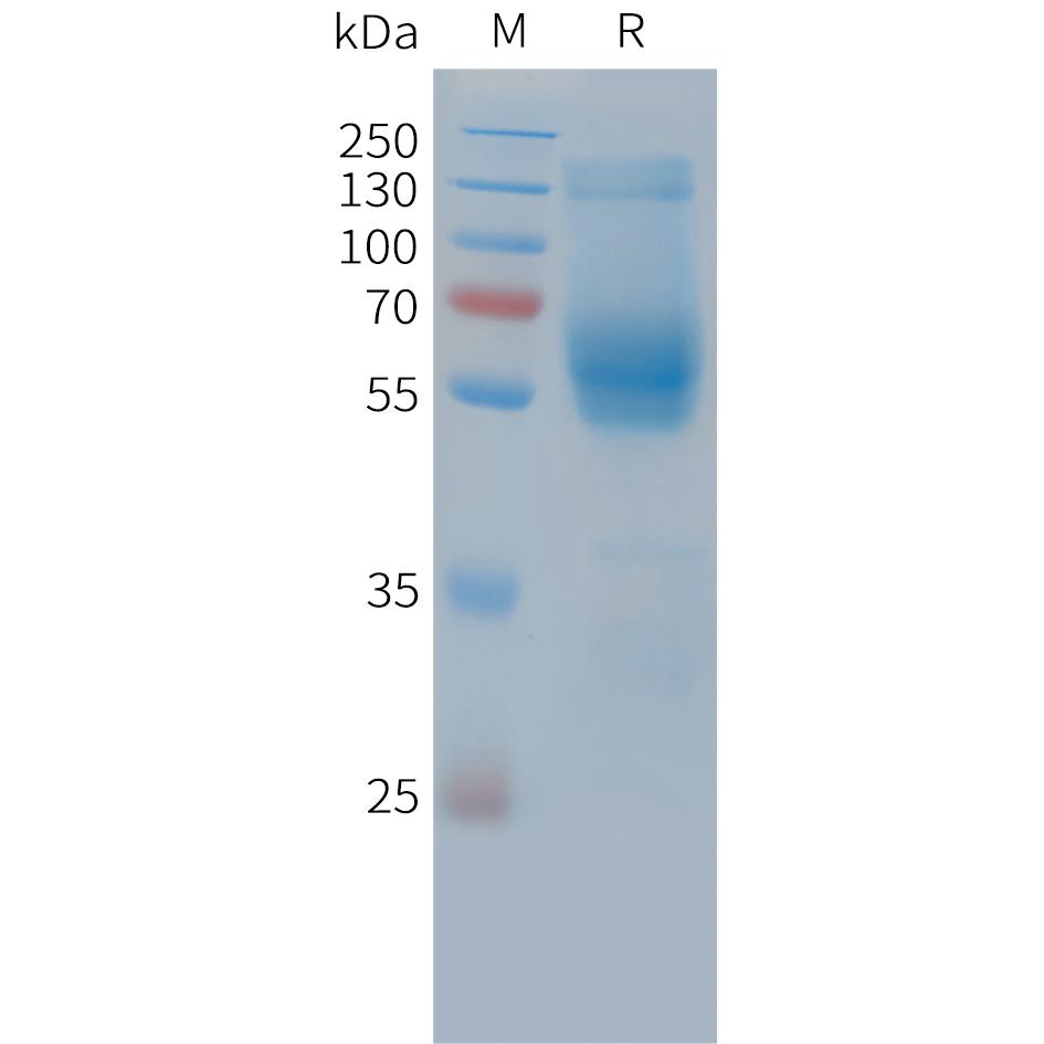 Cynomolgus TIM3 Protein, hFc Tag