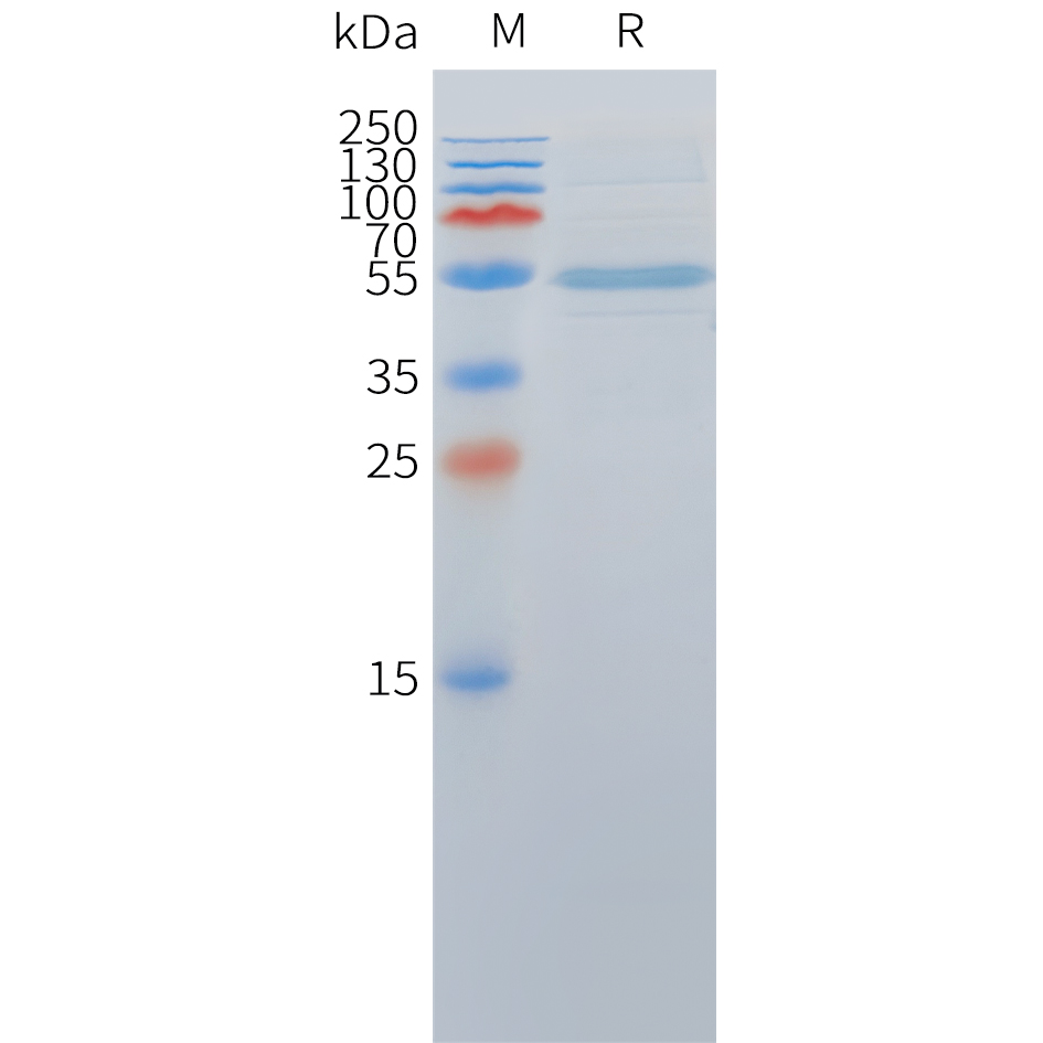 Cynomolgus DLL3(309-488) Protein, hFc Tag