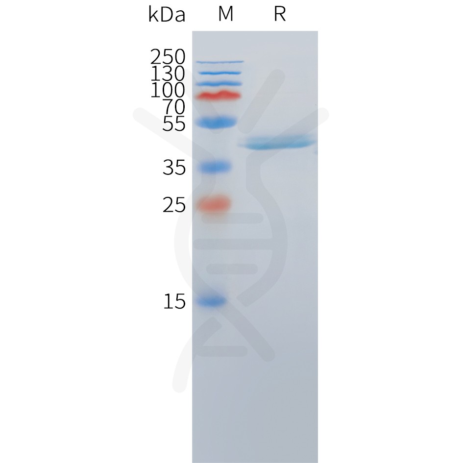 Cynomolgus DLL3(388-488) Protein, hFc Tag