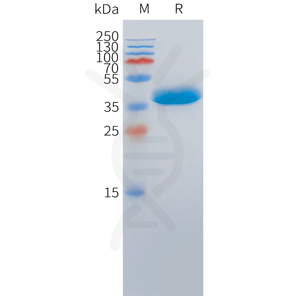 Cynomolgus DLL3(426-488) Protein, hFc Tag