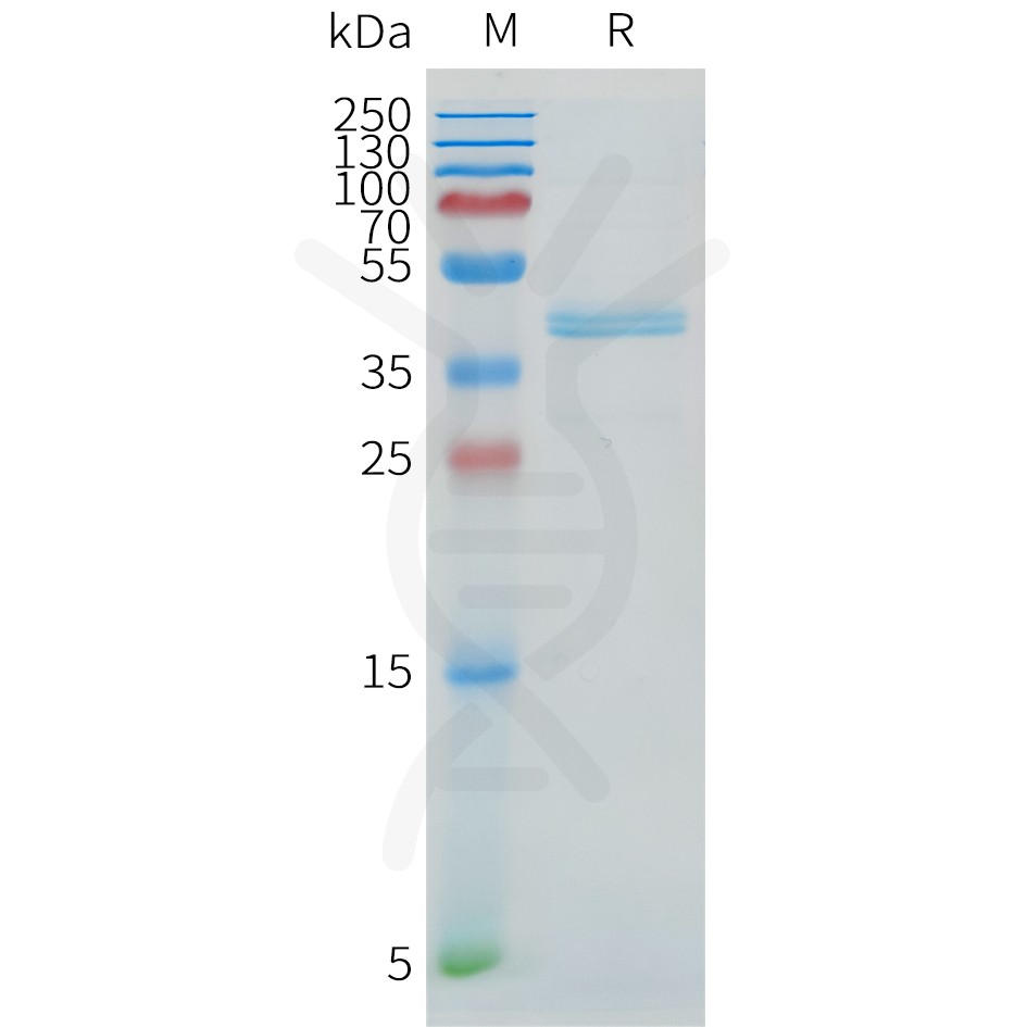 Cynomolgus DLL3(350-488) Protein, hFc Tag Cynomolgus DLL3(350-488) Protein, hFc Tag