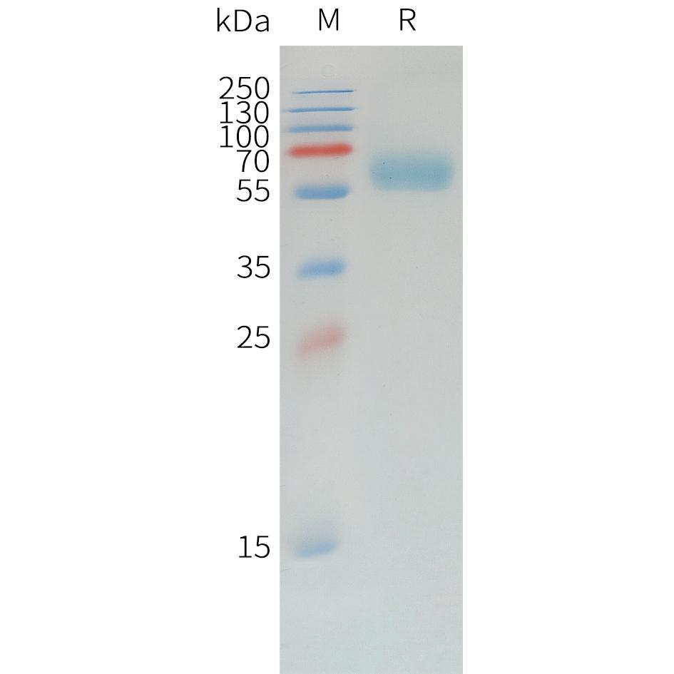 Canine PD-1 Protein, hFc Tag