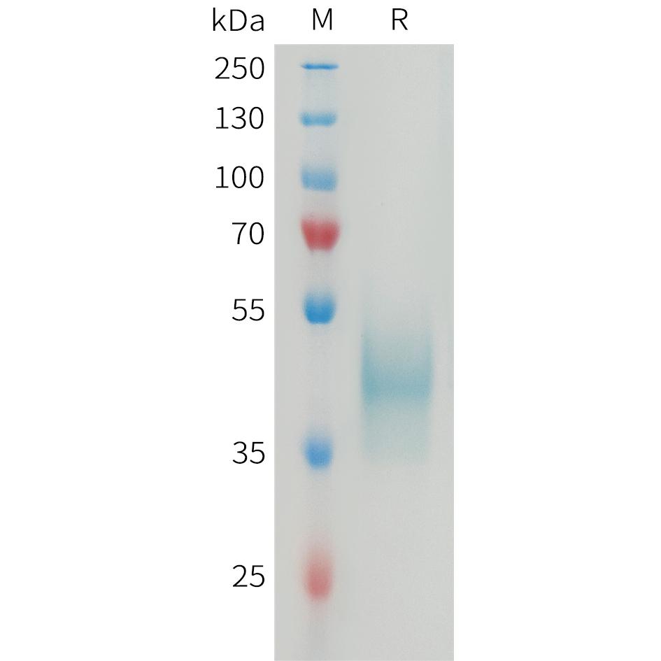 Mouse CD24 Protein, hFc Tag