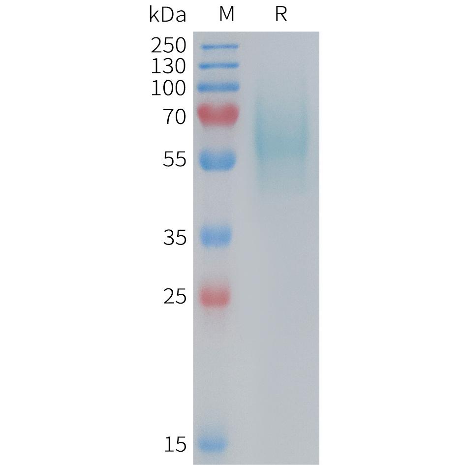 Mouse 5T4 Protein, His Tag