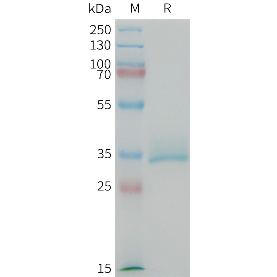 Mouse CGRP Protein, hFc Tag