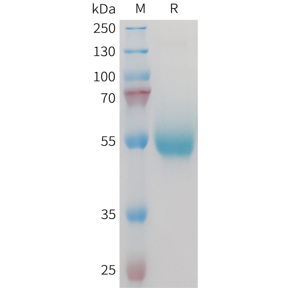 Mouse CD70 Protein, hFc Tag