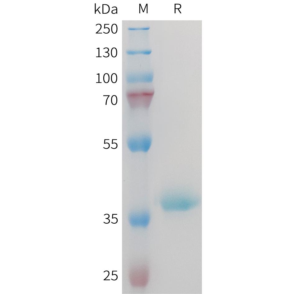 Mouse IGF1 Protein, hFc Tag