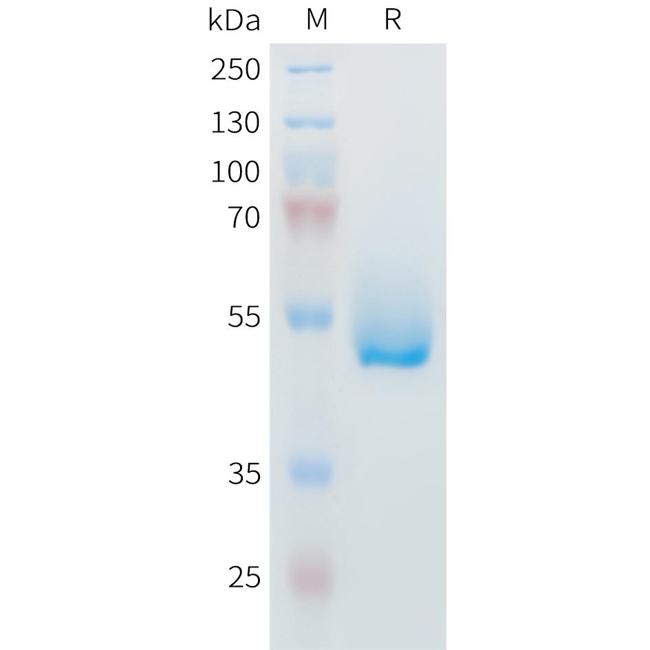 Mouse IL6 Protein, hFc Tag