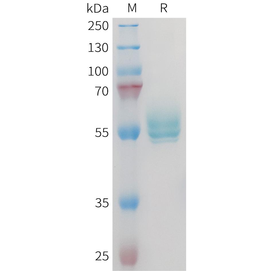 Mouse TNFSF15 Protein, hFc Tag